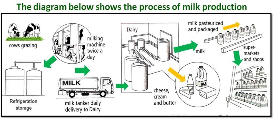 the diagram below shows the process of milk production